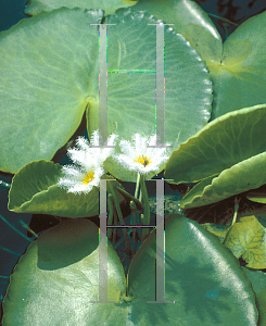 Picture of Nymphoides indica 