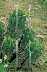 Picture of Euphorbia horrida 