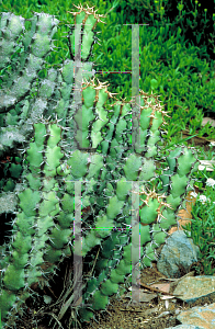 Picture of Euphorbia coerulescens 
