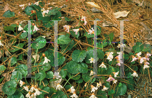 Picture of Shortia galacifolia 