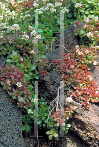 Picture of Crassula pubescens radicans 