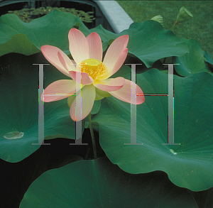 Picture of Nelumbo caspicum 