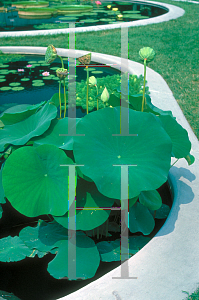 Picture of Nelumbo caspicum 