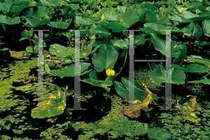 Picture of Nuphar polysepala 