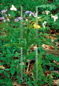 Picture of Cypripedium calceolus 