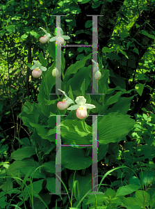 Picture of Cypripedium reginae 