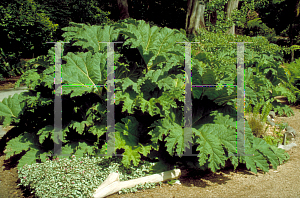 Picture of Gunnera tinctoria 