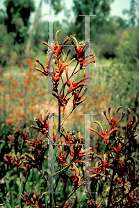 Picture of Anigozanthos flavidus 