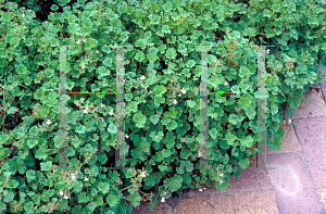 Picture of Pelargonium x fragrans 