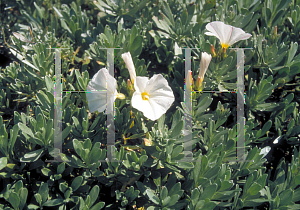 Picture of Convolvulus cneorum 