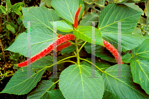 Picture of Acalypha hispida 