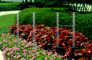 Picture of Acalypha wilkesiana 