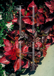 Picture of Acalypha wilkesiana 