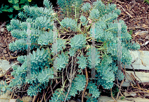 Picture of Euphorbia myrsinites 