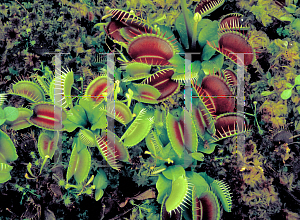 Picture of Dionaea muscipula 