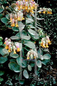 Picture of Kalanchoe rosei var. seyrigii 