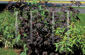 Picture of Hibiscus acetosella 'Coppertone (Red Shield)'