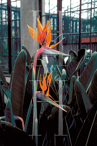 Picture of Strelitzia reginae 