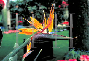 Picture of Strelitzia reginae 