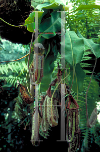 Picture of Nepenthes spp. 