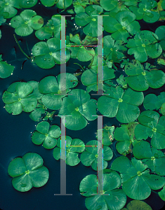 Picture of Marsilea mutica 