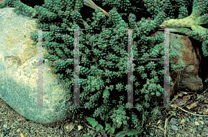 Picture of Euphorbia muirii 