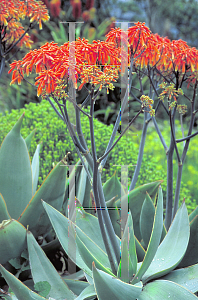 Picture of Aloe striata 