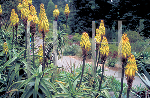 Picture of Aloe striatula 