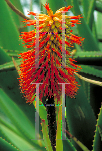 Picture of Aloe rupestris 