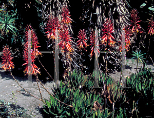 Picture of Aloe vera 