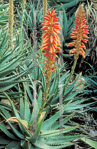 Picture of Aloe arborescens 