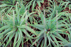 Picture of Aloe arborescens 