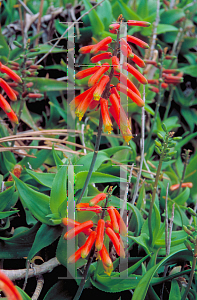 Picture of Aloe ciliaris 