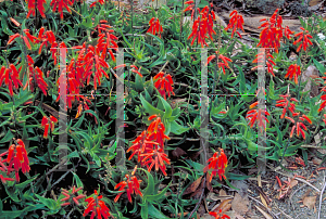 Picture of Aloe ciliaris 