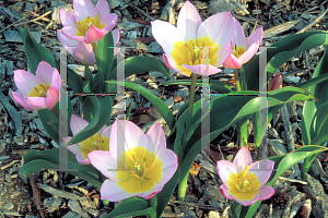 Picture of Tulipa bakeri 'Lilac Wonder'