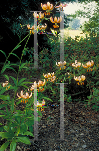 Picture of Lilium martagon 