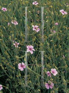 Picture of Geranium maderense 