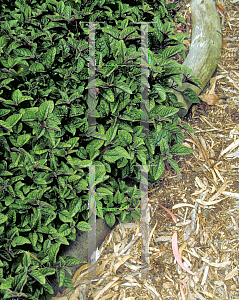 Picture of Plectranthus ciliatus 