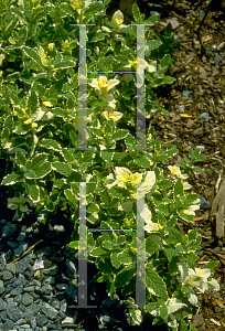 Picture of Mentha suaveolens 'Variegata'