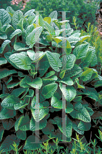 Picture of Stachys officinalis 