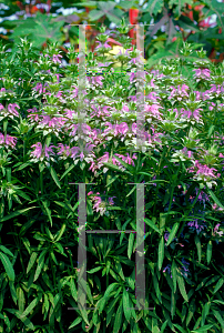 Picture of Monarda citriodora 