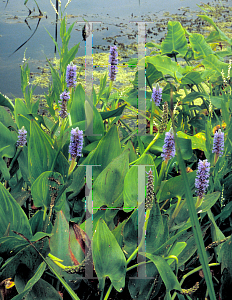 Picture of Pontederia cordata 