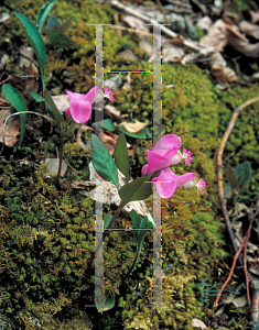 Picture of Polygala paucifolia 