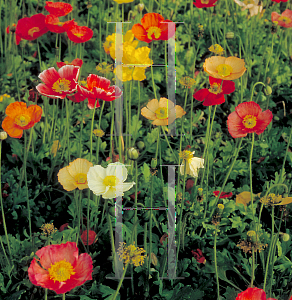 Picture of Papaver nudicaule 