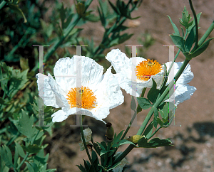 Picture of Romneya coulteri var. trichocalyx 