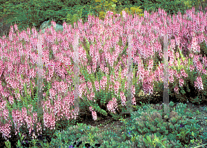 Picture of Diascia rigescens 