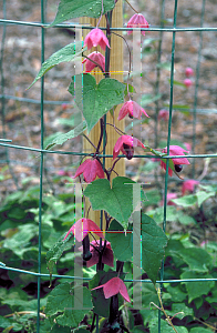 Picture of Rhodochiton atrosanguineum 