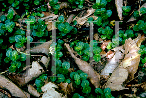 Picture of Mitchella repens 