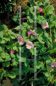 Picture of Oxalis purpurea 