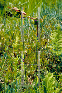 Picture of Sarracenia purpurea 